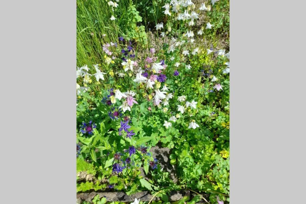 Hinter Burg, Haus Mit Garten Mayen Εξωτερικό φωτογραφία
